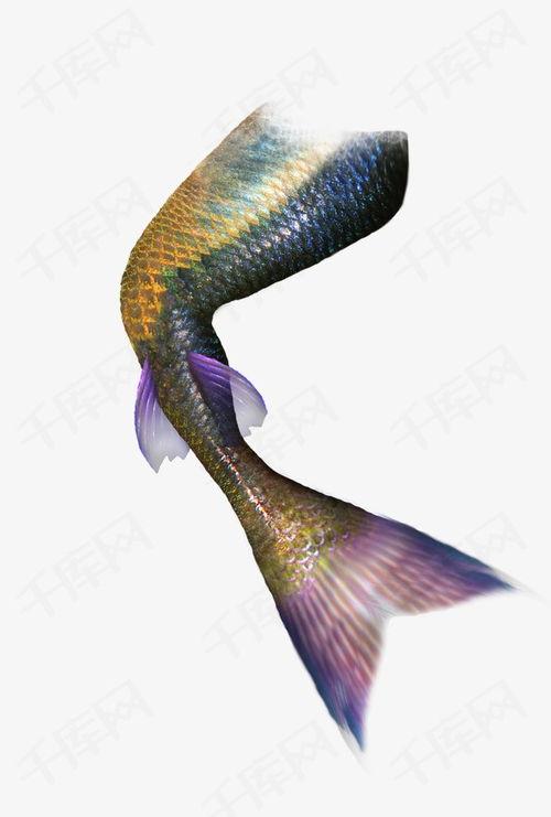 美人鱼尾巴图片,神秘海洋生物的奇幻轮廓